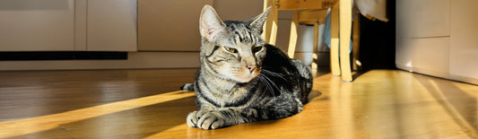 Why Home Glucose Testing is Essential for Diabetic Kitties