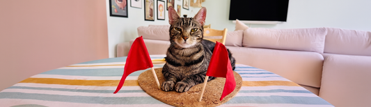Adonis the tabby cat sitting on a table flanked by two physical red flags, acting as a visual warning for risky feline diabetes tech.