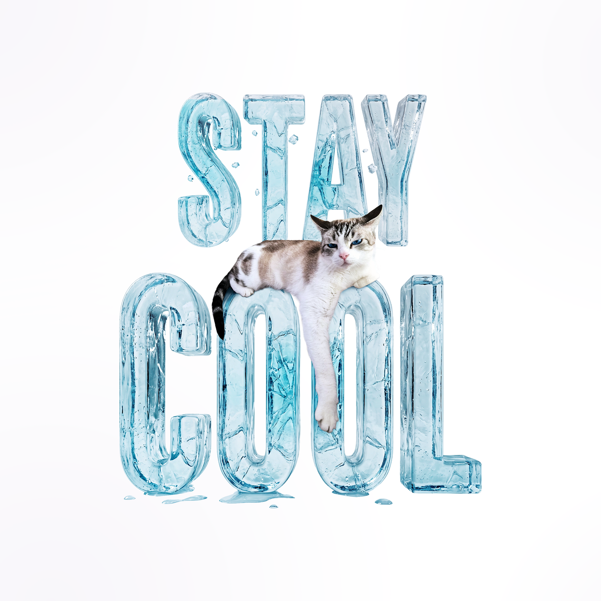 Stay Cool collection — stretched icy blue letters with a cat draped over the word COOL