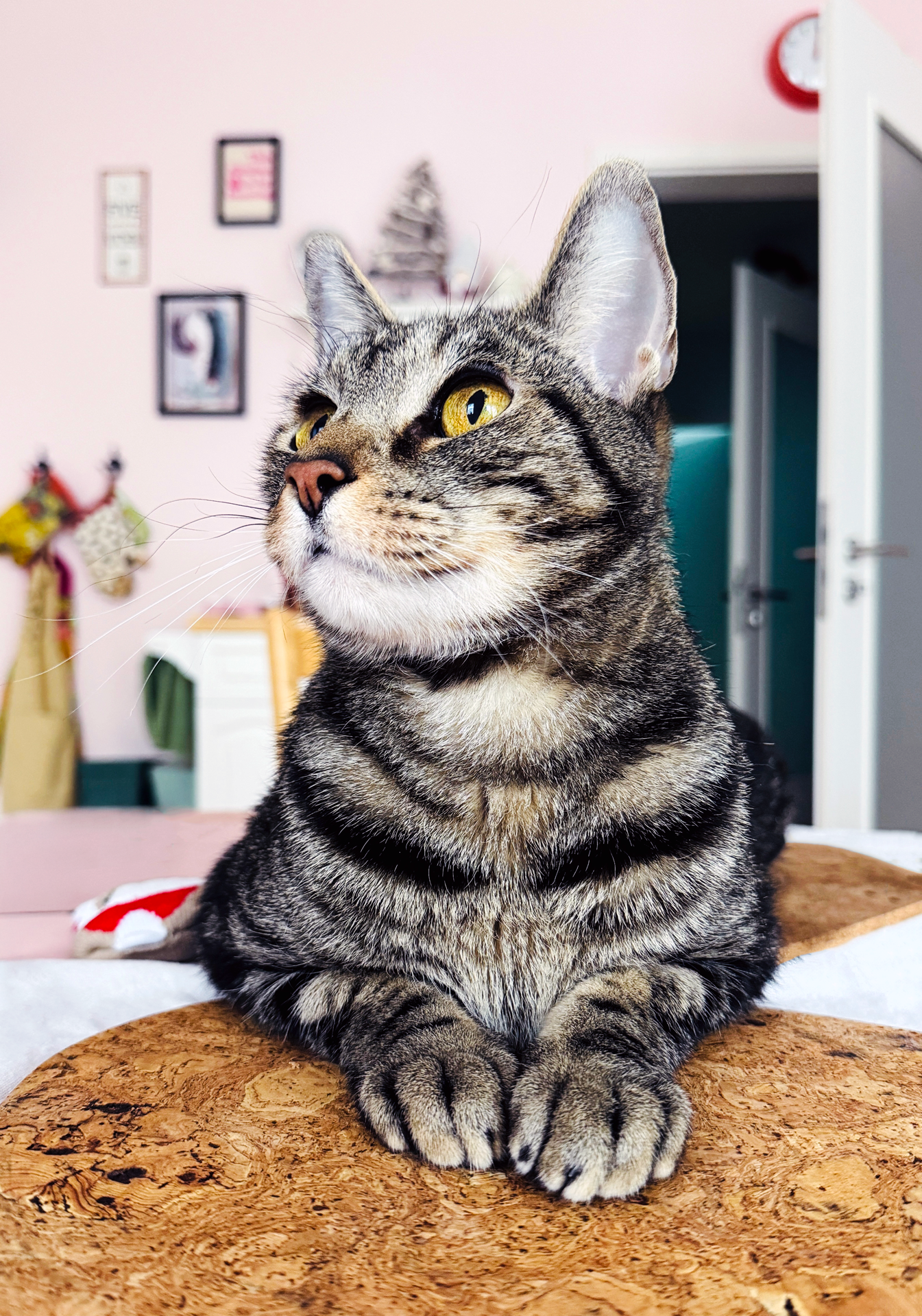 Cat sitting on a wooden surface with a room in the background