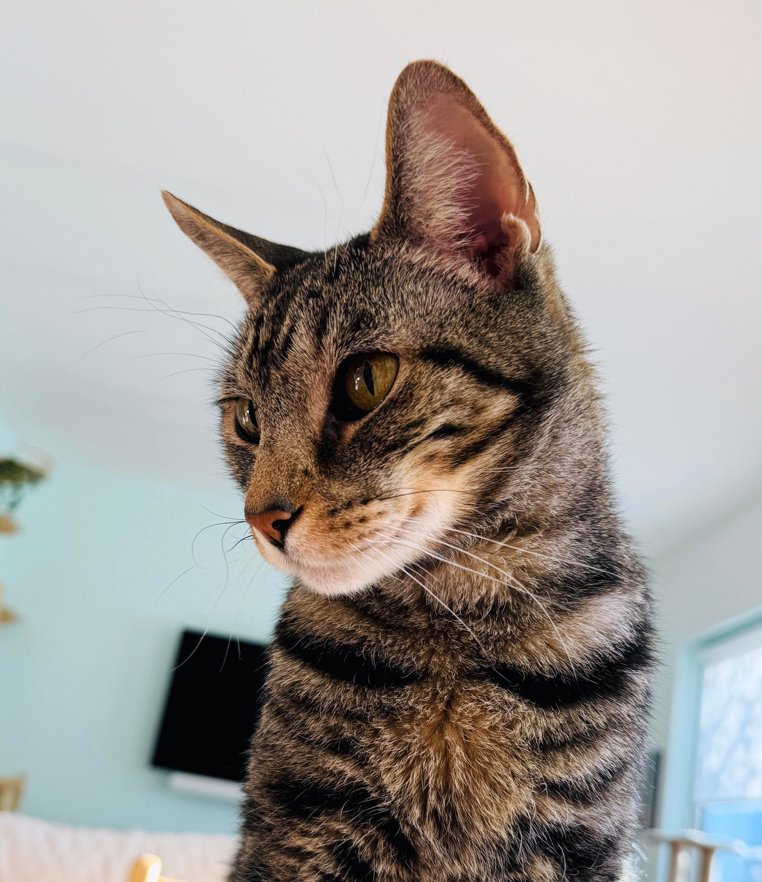 Tabby cat sitting on a chair indoors with a neutral background
