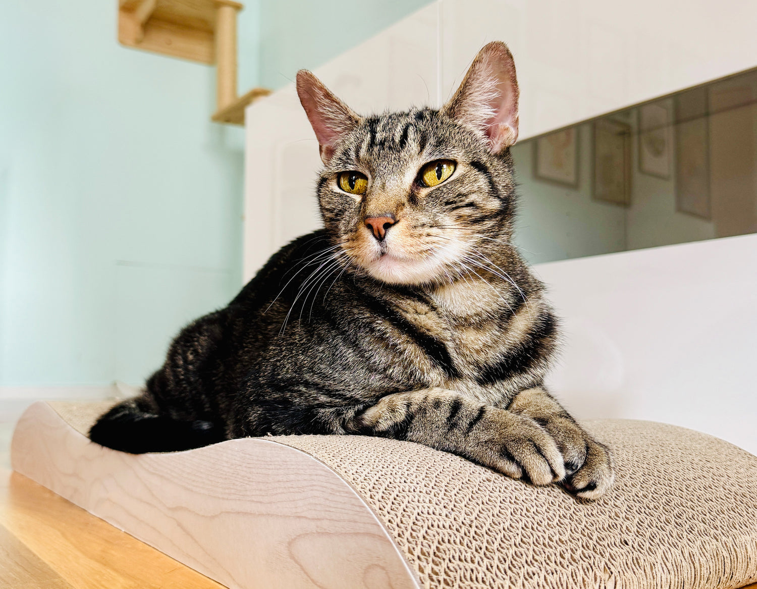 Adonis sitting proudly on a cardboard scratcher.
