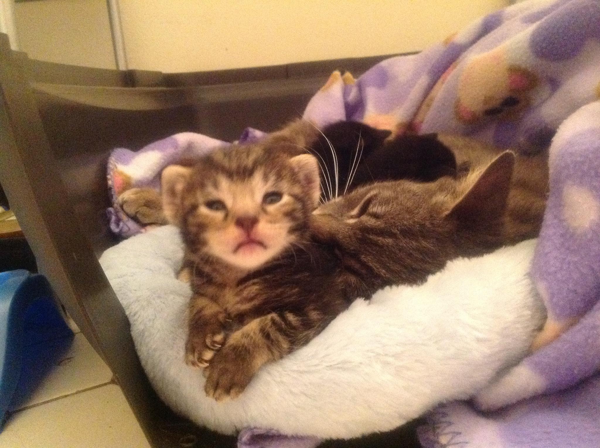 Adonis kittens in bed with cat mom