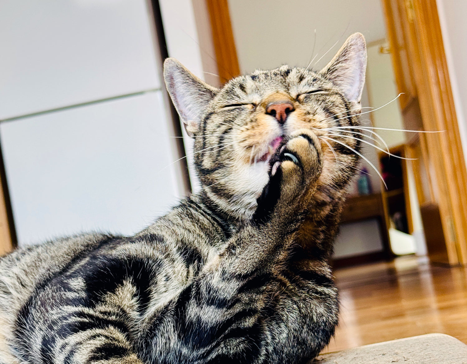 Cat grooming itself on a wooden floor with a neutral background
