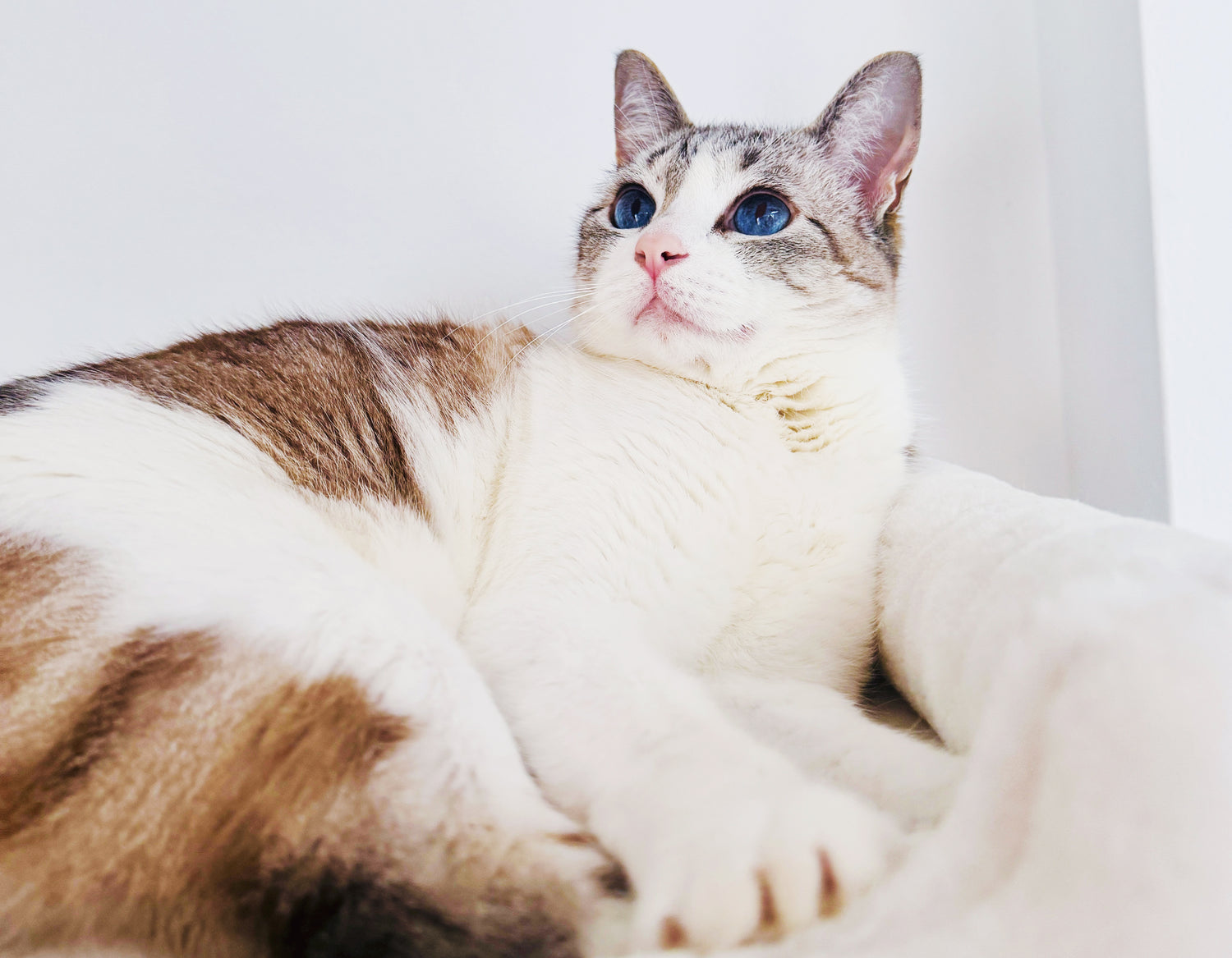 Anabelita with her blue eyes lying on a white background
