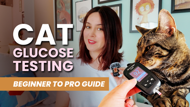 Adonis Sugar Kitty Diabetes Ambassador 💙